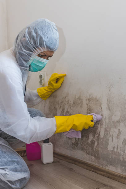 Best Black Mold Removal  in Seabrook, TX
